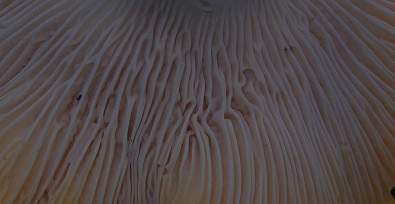 Tempo di gambi...(3)...(quiz)...difficile